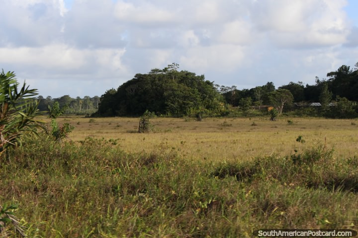 Uma ilha florestal em terra do lado de fora de Cayenne em Guiana Francesa. (720x480px). As 3 Guianas, América do Sul.