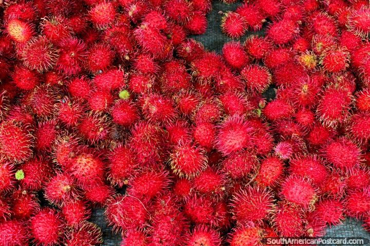 Rambutan vermelho maduro, um fruto vendeu nos mercados em Cayenne em Guiana Francesa. (720x480px). As 3 Guianas, América do Sul.