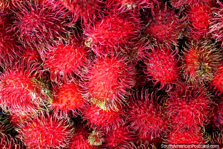 Spiky red Rambutan close up, a fruit from Asia sold at the markets in Cayenne, French Guiana. (720x480px). The 3 Guianas, South America.