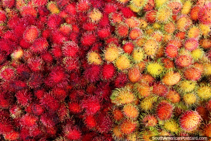 Rambutan, ripe and not ripe, a fruit from Southeast Asia sold in Cayenne, French Guiana. (720x480px). The 3 Guianas, South America.