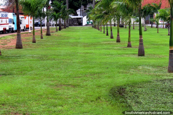 Rows of smaller palm trees at the Place des Palmistes in Cayenne, French Guiana. (720x480px). The 3 Guianas, South America.
