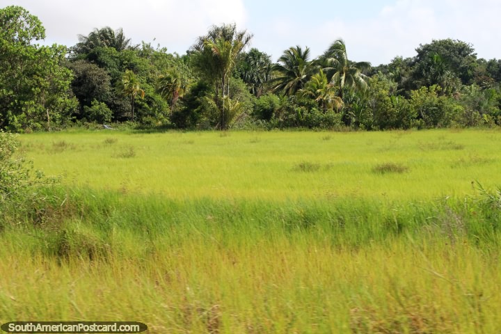 Bright green grasslands, trees and palms between Cayenne and Kourou in French Guiana. (720x480px). The 3 Guianas, South America.