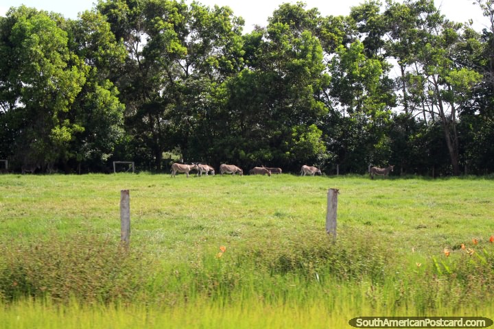Os burros esfolam na terra de cultivo entre Cayenne e Kourou em Guiana Francesa. (720x480px). As 3 Guianas, Amrica do Sul.