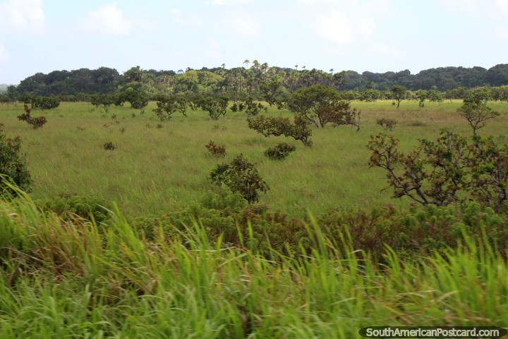 Zona rural verde e árvores em volta de Kourou em Guiana Francesa. (720x480px). As 3 Guianas, América do Sul.
