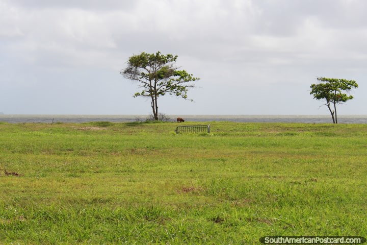 Cow eating grass under a tree beside the sea in Kourou in French Guiana. (720x480px). The 3 Guianas, South America.