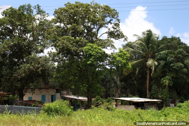 Casas de païs abaixo de árvores entre Kourou e Saint Laurent du Maroni em Guiana Francesa. (720x480px). As 3 Guianas, América do Sul.