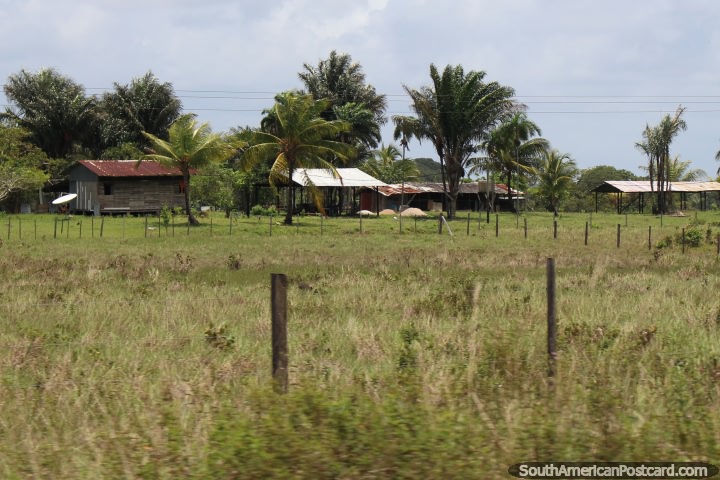 A farm with palm trees between Kourou and Saint Laurent du Maroni in French Guiana. (720x480px). The 3 Guianas, South America.