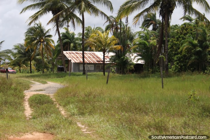 Uma casa de païs abaixo de palmeiras entre Kourou e Saint Laurent du Maroni em Guiana Francesa. (720x480px). As 3 Guianas, América do Sul.