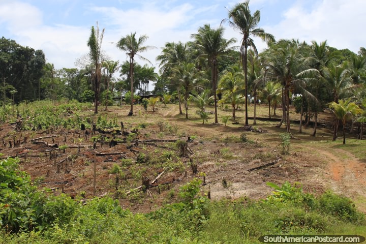 Clearing an area of palm trees on a property in western French Guiana. (720x480px). The 3 Guianas, South America.