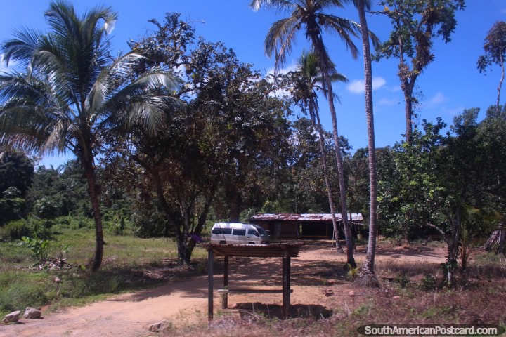 Altas palmeiras em uma propriedade no païs entre Albina e Paramaribo, o Suriname. (720x480px). As 3 Guianas, América do Sul.