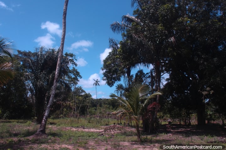 A zona rural de Suriname  cheia de rvores e arbusto. (720x480px). As 3 Guianas, Amrica do Sul.