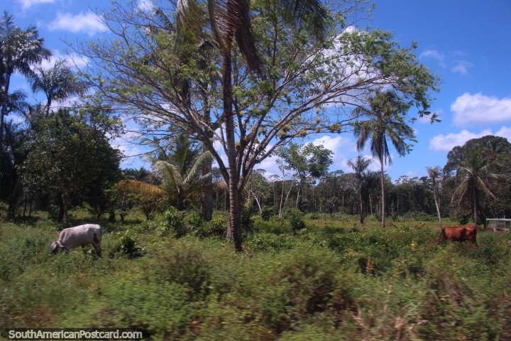 A pair of cows in the bushy countryside between Albina and Paramaribo, Suriname. (720x480px). The 3 Guianas, South America.