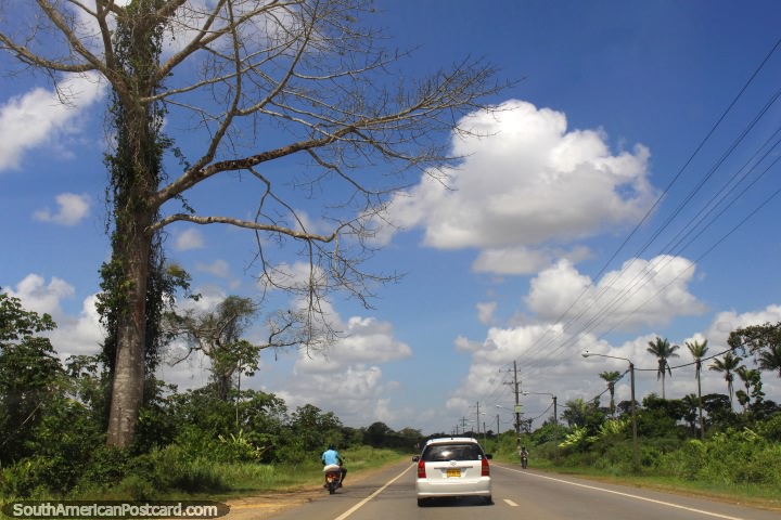 Coches y motos empequeñecido por un enorme árbol al lado de la carretera entre Tamanredjo y Paramaribo, Surinam. (720x480px). Las 3 Guayanas, Sudamerica.