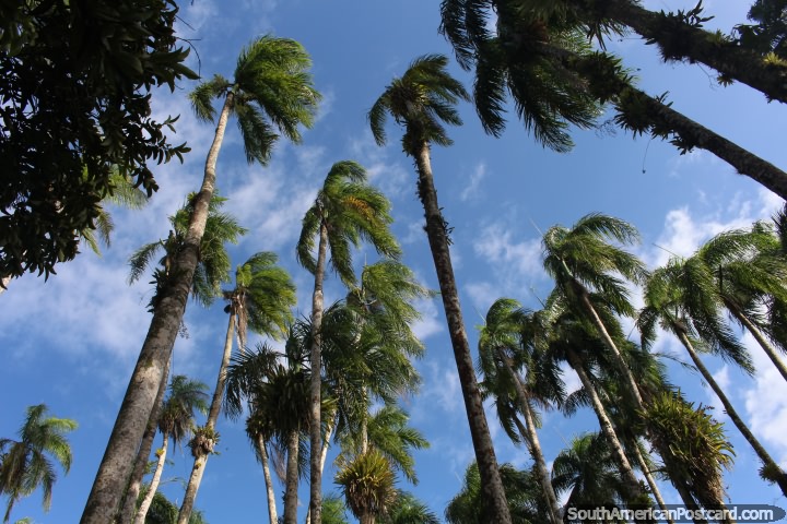 Altas palmeras y cielos azules en el parque Palmentuin en Paramaribo, Surinam. (720x480px). Las 3 Guayanas, Sudamerica.