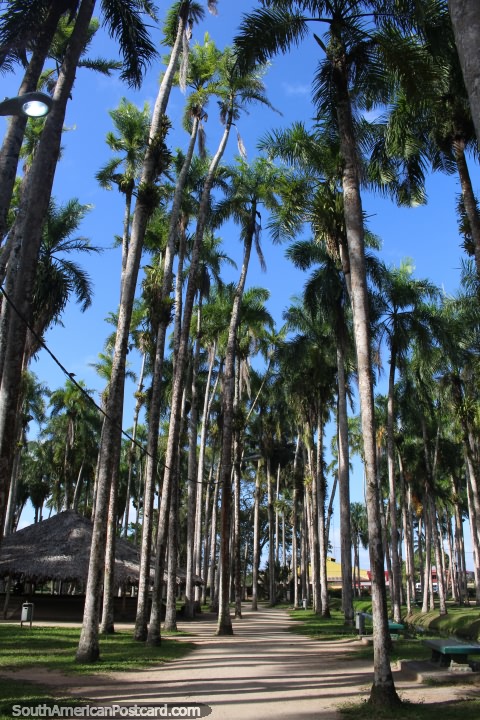 Caminhos por palmeiras, o único parque público em Paramaribo, Suriname. (480x720px). As 3 Guianas, América do Sul.