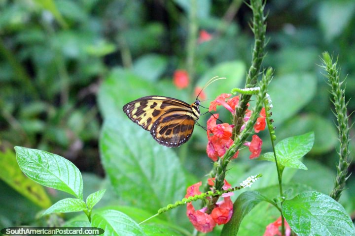 Una pequeña mariposa de color naranja y marrón en el parque de mariposas en Paramaribo, Surinam. (720x480px). Las 3 Guayanas, Sudamerica.