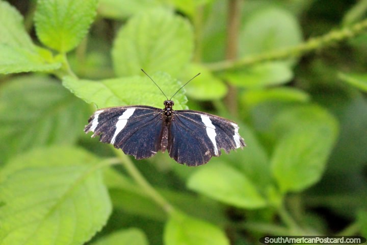 Mariposa en blanco y negro pequeño en el parque de mariposas en Paramaribo, Surinam. (720x480px). Las 3 Guayanas, Sudamerica.