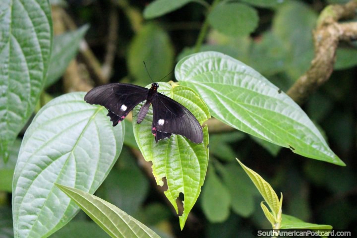 Black butterfly with white and pink dots at the butterfly park in Paramaribo, Suriname. (720x480px). The 3 Guianas, South America.