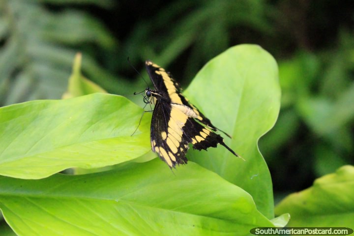 Más cerca de la mariposa de color amarillo y negro en el parque de mariposas en Paramaribo, Surinam. (720x480px). Las 3 Guayanas, Sudamerica.