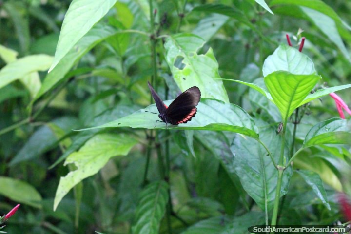 Black butterfly with spots of pink at the butterfly park in Paramaribo, Suriname. (720x480px). The 3 Guianas, South America.