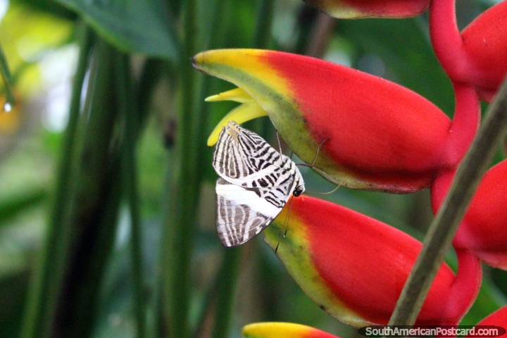 Black and white butterfly sits upside-down on a plant at the butterfly park in Paramaribo, Suriname. (720x480px). The 3 Guianas, South America.
