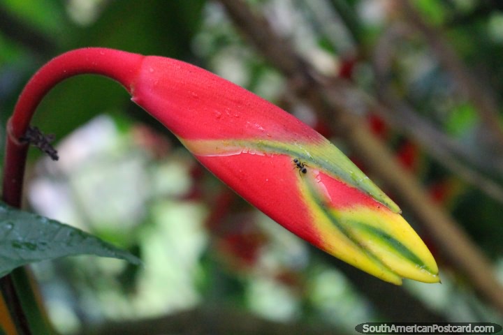Negro hormiga en una planta de color rojo, amarillo y verde en el parque de mariposas en Paramaribo, Surinam. (720x480px). Las 3 Guayanas, Sudamerica.
