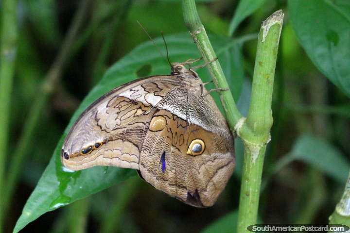 Butterfly with a very interesting design on its wings at the butterfly park in Paramaribo, Suriname. (720x480px). The 3 Guianas, South America.