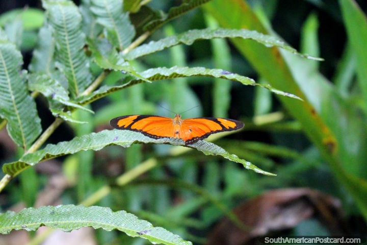 A larger orange and black butterfly on a leaf at the butterfly park in Paramaribo, Suriname. (720x480px). The 3 Guianas, South America.