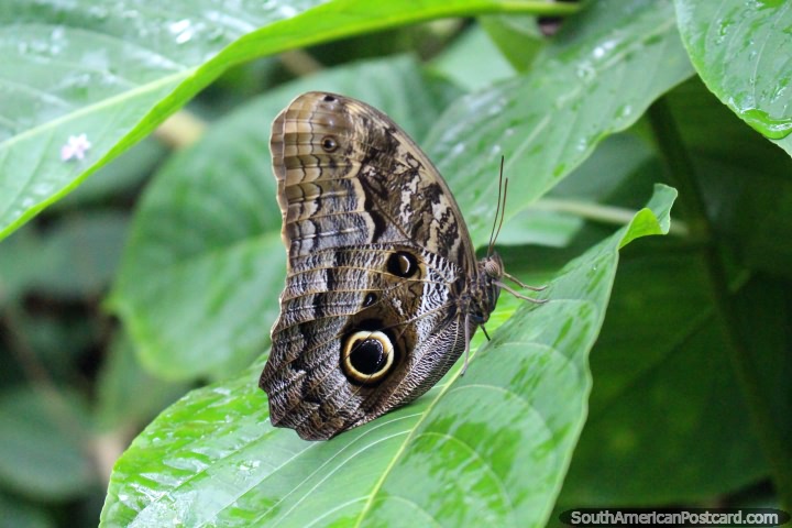 Mariposa con diseño del círculo grande en sus alas en el parque de mariposas en Paramaribo en Surinam. (720x480px). Las 3 Guayanas, Sudamerica.