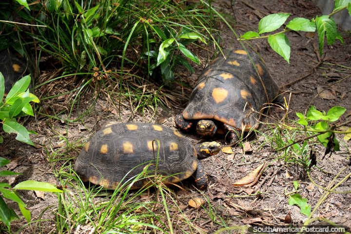 Un par de pequeas tortugas fuera en el parque de mariposas en Paramaribo, Surinam. (720x480px). Las 3 Guayanas, Sudamerica.