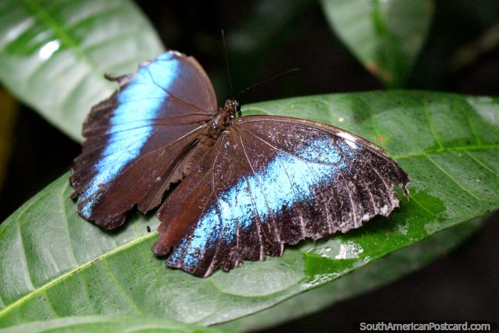 Shining metallic blue butterfly sits on a leaf at the butterfly park in Paramaribo, Suriname. (720x480px). The 3 Guianas, South America.
