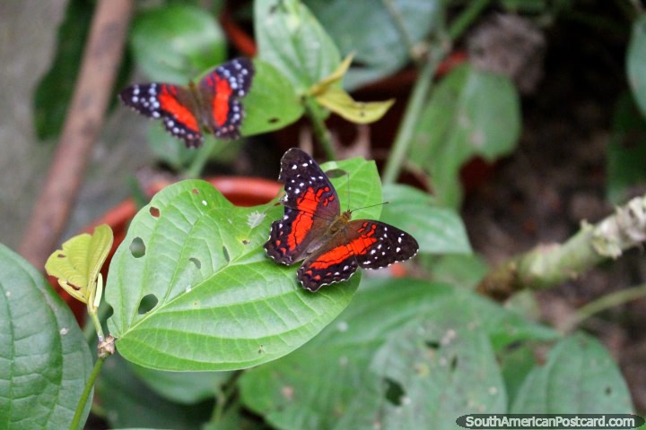 Red, black and white butterflies on leaves at the butterfly park in Paramaribo, Suriname. (720x480px). The 3 Guianas, South America.