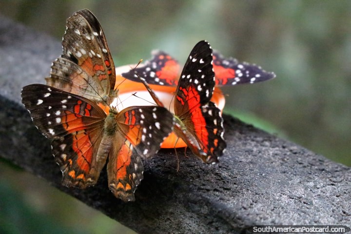 Um grupo de borboletas alimenta-se de uma tampa plástica no parque de borboleta em Paramaribo, Suriname. (720x480px). As 3 Guianas, América do Sul.