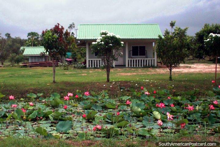 A waterway with lily leaves and pink flowers in front of a house in the countryside outside Paramaribo, Suriname. (720x480px). The 3 Guianas, South America.
