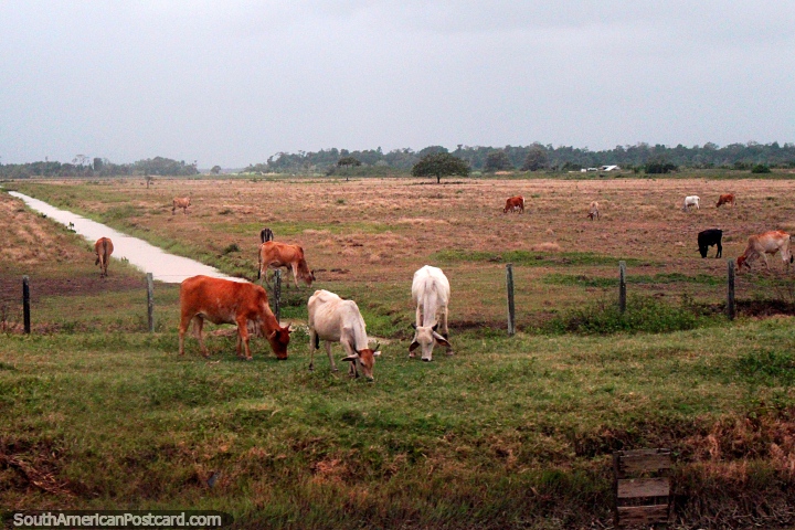 Vacas en granjas en el distrito de Nickerie en el oeste de Surinam. (720x480px). Las 3 Guayanas, Sudamerica.
