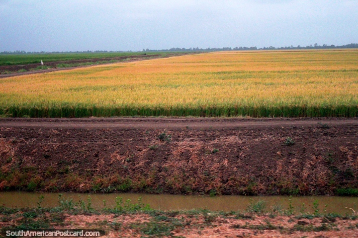 Terra de cultivo e espao aberto no Suriname ocidental no distrito de Nickerie. (720x480px). As 3 Guianas, Amrica do Sul.