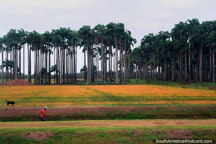 Uma floresta de altas palmeiras diretas em de outra maneira apartamento e zona rural aberta, o distrito de Nickerie, o Suriname. (720x480px). As 3 Guianas, América do Sul.
