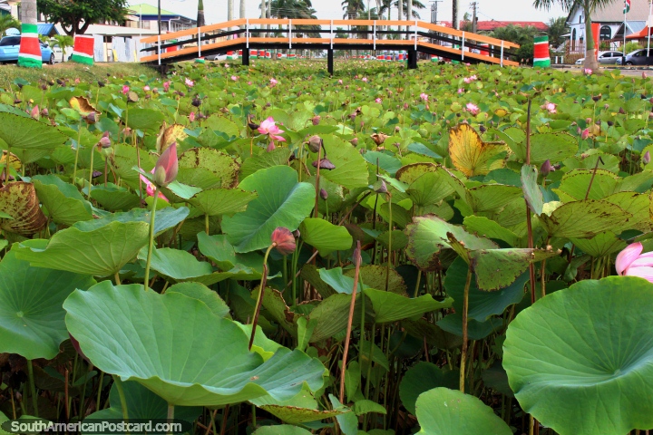 Lily leaves, pink flowers and a bridge to cross in Nickerie, Suriname. (720x480px). The 3 Guianas, South America.