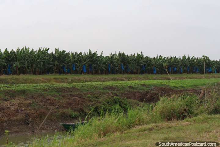 Plantaciones de banano a lo largo de la ruta entre Nickerie y South Drain en Surinam. (720x480px). Las 3 Guayanas, Sudamerica.