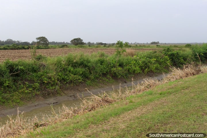 Campo abierto y verde entre Nickerie y South Drain en Surinam. (720x480px). Las 3 Guayanas, Sudamerica.