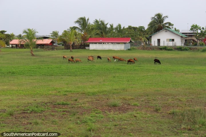 Cabras comiendo hierba fresca, una comunidad, campos agrícolas y palmeras en South Drain, Surinam. (720x480px). Las 3 Guayanas, Sudamerica.