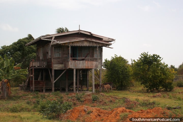 Uma casa de madeira em pernas de pau com burros abaixo entre Córrego de Moleson e Georgetown, a Guiana. (720x480px). As 3 Guianas, América do Sul.