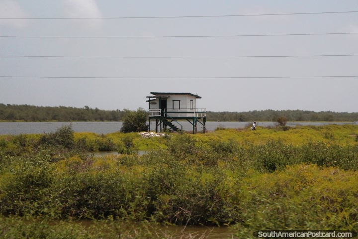 A man walks from his small white house on stilts beside a river between Moleson Creek and Georgetown, Guyana. (720x480px). The 3 Guianas, South America.