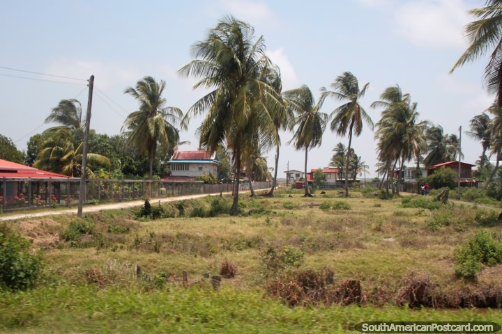 Uma vizinhança de casas com palmeiras em uma comunidade entre Córrego de Moleson e Georgetown, a Guiana. (720x480px). As 3 Guianas, América do Sul.