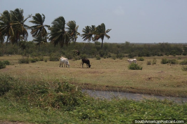 Vacas e palmas na zona rural verde entre Córrego de Moleson e Georgetown, a Guiana. (720x480px). As 3 Guianas, América do Sul.