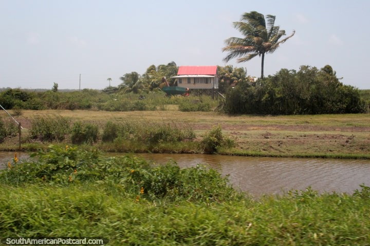 Uma pequena casa em pernas de pau com uma palmeira junto, na selva entre Córrego de Moleson e Georgetown, a Guiana. (720x480px). As 3 Guianas, América do Sul.