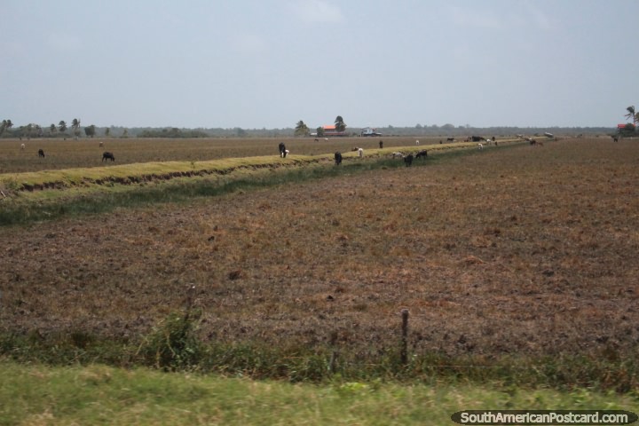 Vacas em uma fazenda com largos paddocks abertos entre Córrego de Moleson e Georgetown, a Guiana. (720x480px). As 3 Guianas, América do Sul.