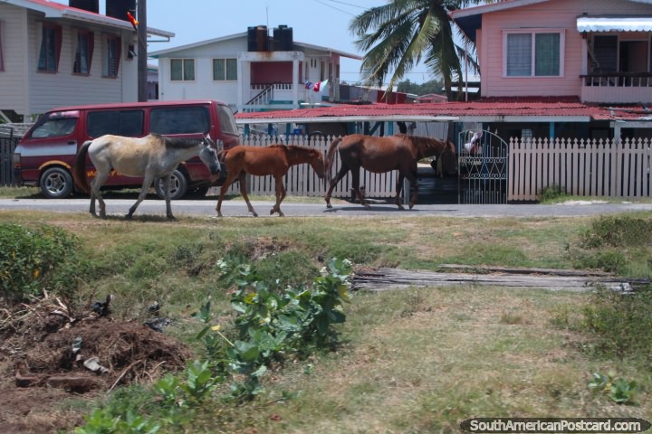 3 horses walk along a small towns road between New Amsterdam and Georgetown, Guyana. (720x480px). The 3 Guianas, South America.