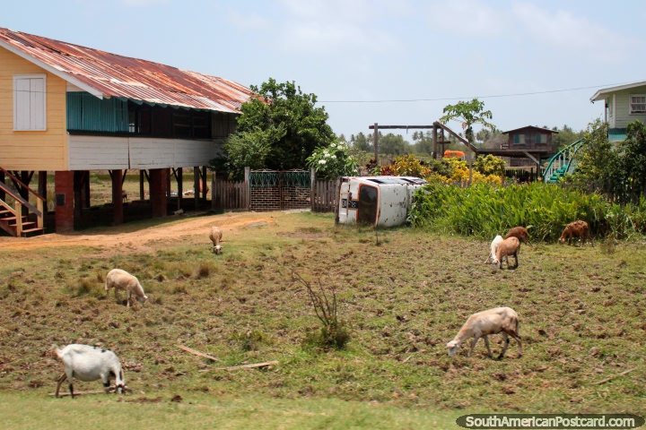 Sheep and goats on the front lawn of a house, car sits on its side, between New Amsterdam and Georgetown, Guyana. (720x480px). The 3 Guianas, South America.