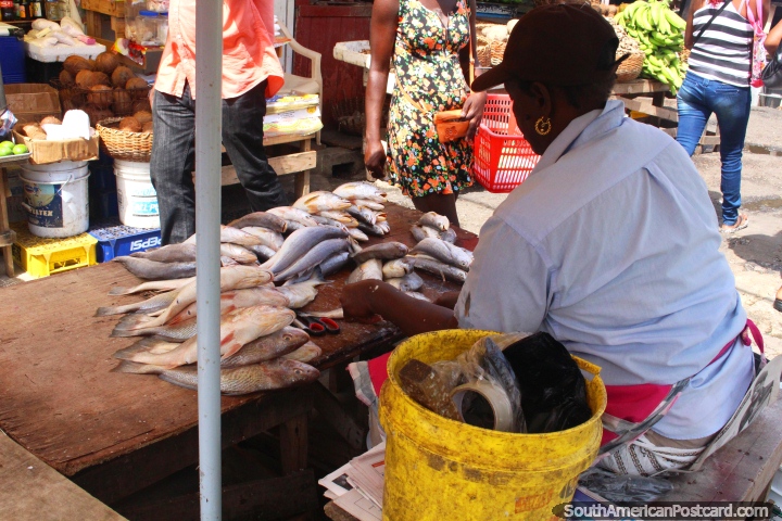 Peixe fresco de venda em Mercado Stabroek em Georgetown, Guiana. (720x480px). As 3 Guianas, América do Sul.
